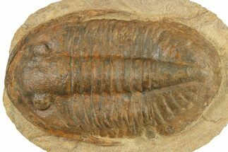 Large, Inflated Asaphid Trilobite - Taouz, Morocco #271302