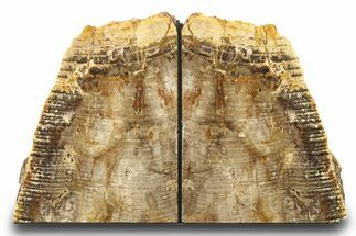 Petrified Wood (Conifer) Bookends - Oregon #271396
