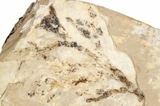 Conifer (Chamaecyparis?) Fossil - McAbee, BC #271383
