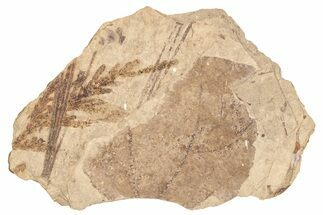Leaf Fossil Plate - McAbee, BC #271394