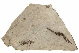 Conifer Fossil Plate - McAbee, BC #271397