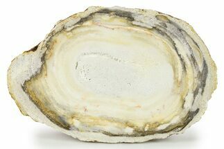 Agatized Fossil Coral - Florida #271610