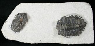 Double Coltraneia Trilobite Plate #15677