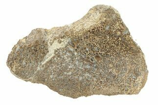 Polished Dinosaur Bone (Gembone) Slab - Morocco #271406