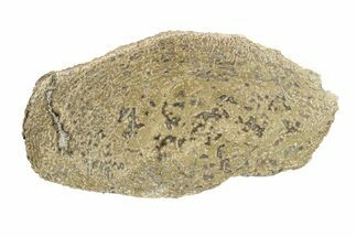 Polished Dinosaur Bone (Gembone) Slab - Morocco #271412