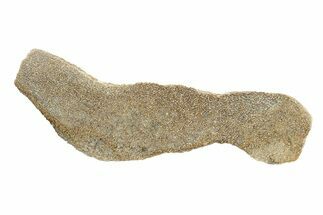 Polished Dinosaur Bone (Gembone) Section - Morocco #271417