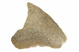 Polished Dinosaur Bone (Gembone) Section - Morocco #271431