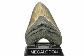 Huge, Fossil Megalodon Tooth - Serrated Blade #271230