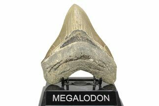 Serrated, Fossil Megalodon Tooth - North Carolina #271233