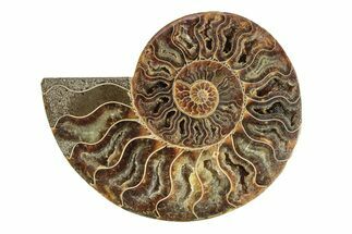 Cut & Polished Ammonite Fossil (Half) - Madagascar #270334