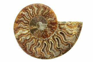 Cut & Polished Ammonite Fossil (Half) - Madagascar #270343