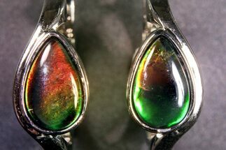 Flashy Ammolite (Fossil Ammonite Shell) Earrings with Sterling Silver #271780