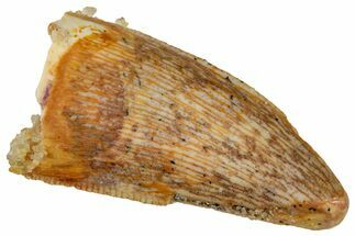 Serrated, Raptor Tooth - Real Dinosaur Tooth #269123