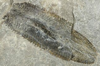 Ordovician Graptolite (Phyllograptus) - Fillmore Formation, Utah #271667