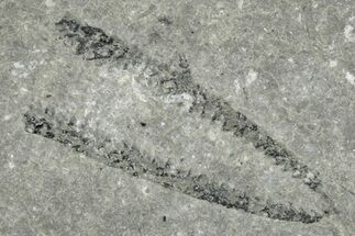 Ordovician Graptolite (Didymograptus) Pos/Neg -Fillmore Formation #271737