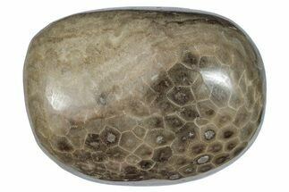 Large, Polished Petoskey Stone (Fossil Coral) - Michigan #271870