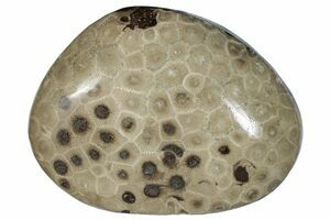 So Adorable! Hand Carved Natural Indonesian Fossil Coral Focal Pendant –  Intrinsic Trading
