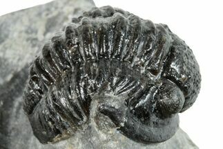 Curled Gerastos Trilobite Fossil - Morocco #271901