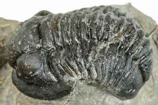 Curled Gerastos Trilobite Fossil - Morocco #271902