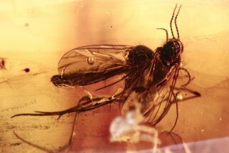 Four Fossil Fungus Gnat (Mycetophilidae) In Baltic Amber #272168