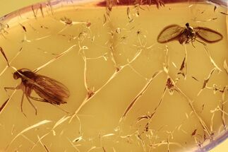 Fossil Fungus Gnat and Moth Fly Laying Eggs in Baltic Amber #272191