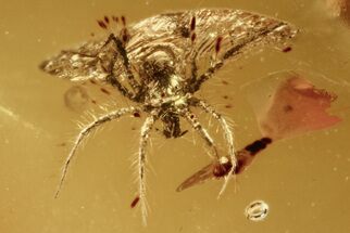 Fossil Hairy Mite (Anystoidea) Fossil in Baltic Amber #272247