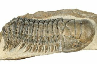 Detailed Crotalocephalina Trilobite - Atchana, Morocco #271922