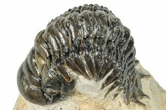 Detailed Crotalocephalina Trilobite - Atchana, Morocco #271923