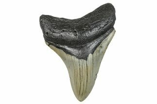 Serrated, Fossil Megalodon Tooth - North Carolina #272046