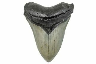Serrated, Fossil Megalodon Tooth - North Carolina #272053