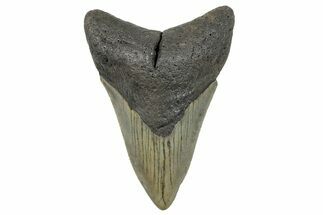 Serrated, Fossil Megalodon Tooth - North Carolina #272063