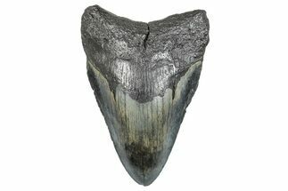 Fossil Megalodon Tooth - North Carolina #272081