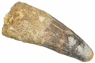 Real Fossil Spinosaurus Tooth - Beastly Dinosaur Tooth #272131