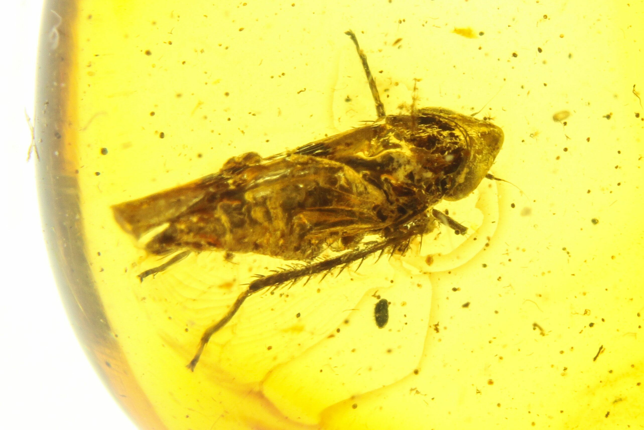 Detailed Fossil Leafhopper (Cicadellidae) In Baltic Amber (272249) For