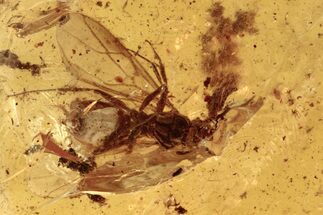 Detailed Fossil Winged Ant and Springtail in Baltic Amber #272147