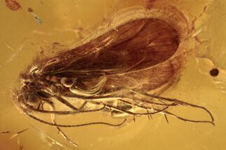 Detailed Fossil Caddisfly (Trichoptera) In Baltic Amber - Great Eyes! #272159