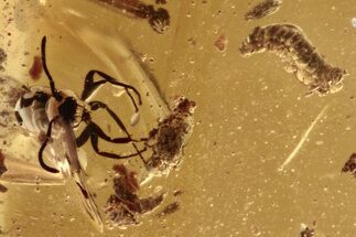 Fossil Ant (Formicidae) & Liverwort (Bryophyta) in Baltic Amber #272162