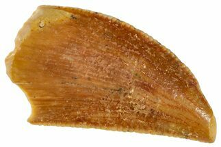 Serrated, Raptor Tooth - Real Dinosaur Tooth #269373