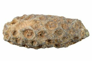 Fossil Seed Cone (Or Aggregate Fruit) - Morocco #267196