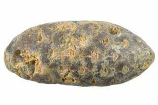 Fossil Seed Cone (Or Aggregate Fruit) - Morocco #267207