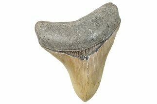 Serrated, Fossil Megalodon Tooth - North Carolina #272410