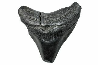 Bargain, Fossil Megalodon Tooth - South Carolina #272486
