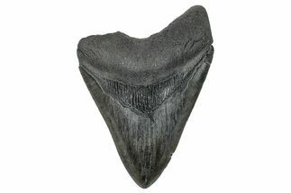Fossil Megalodon Tooth - South Carolina #272492