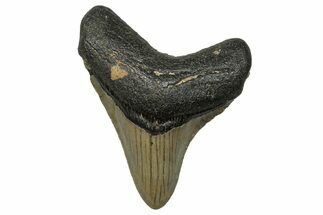 Serrated, Fossil Megalodon Tooth - North Carolina #272504