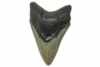 Serrated, Fossil Megalodon Tooth - North Carolina #272523