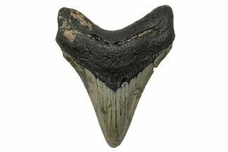 Serrated, Fossil Megalodon Tooth - North Carolina #272526