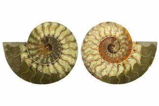 Cut & Polished, Agatized Ammonite Fossil - Madagascar #267956