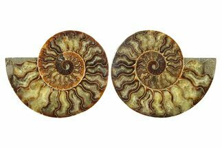 Cut & Polished, Agatized Ammonite Fossil - Madagascar #267959