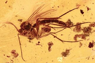 Detailed Fossil Fungus Gnat (Synapha?) In Baltic Amber #272636