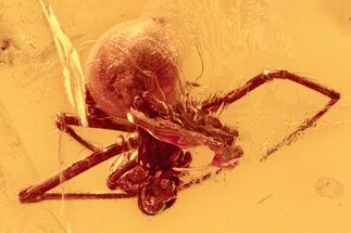 Detailed Fossil Cobweb Spider (Theridiidae) In Baltic Amber #272655
